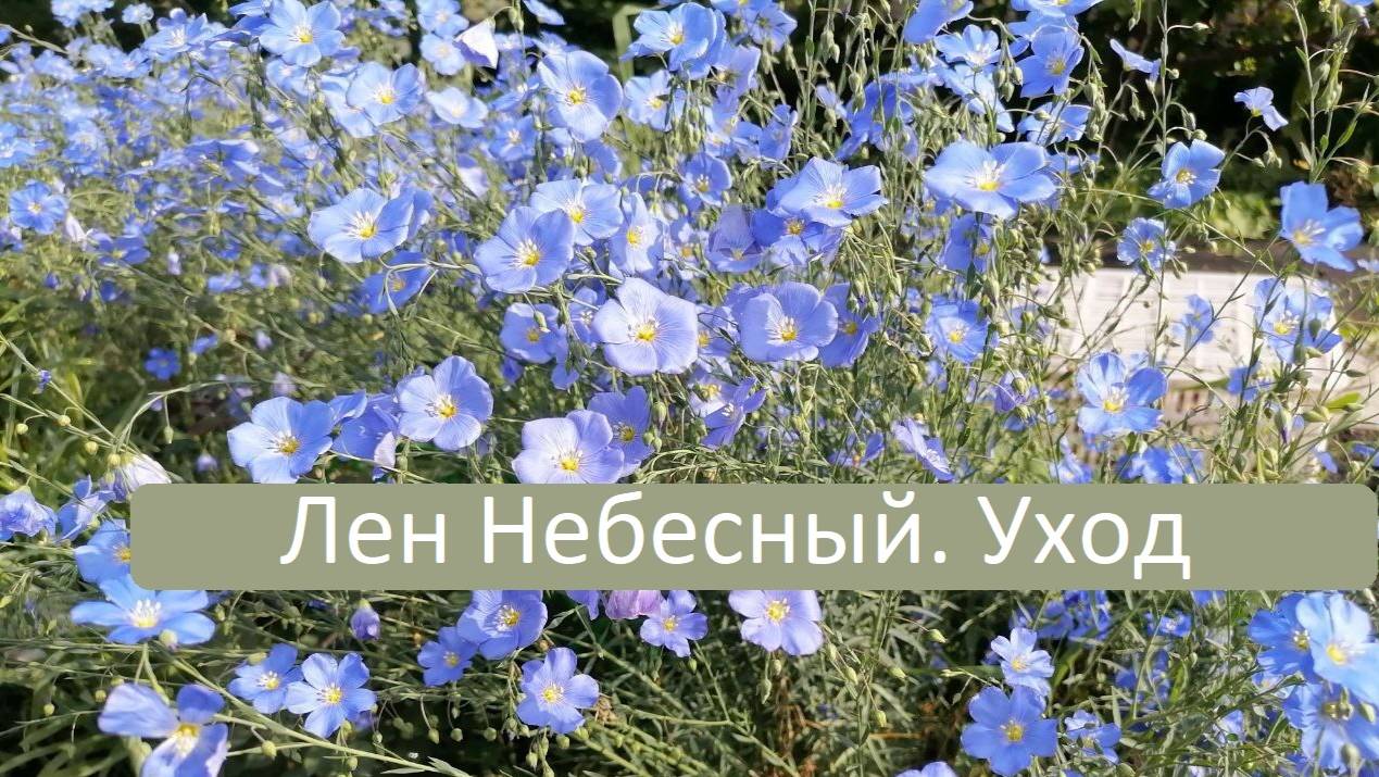 Многолетник с голубыми цветами - лен Небесный. Цветет все лето!