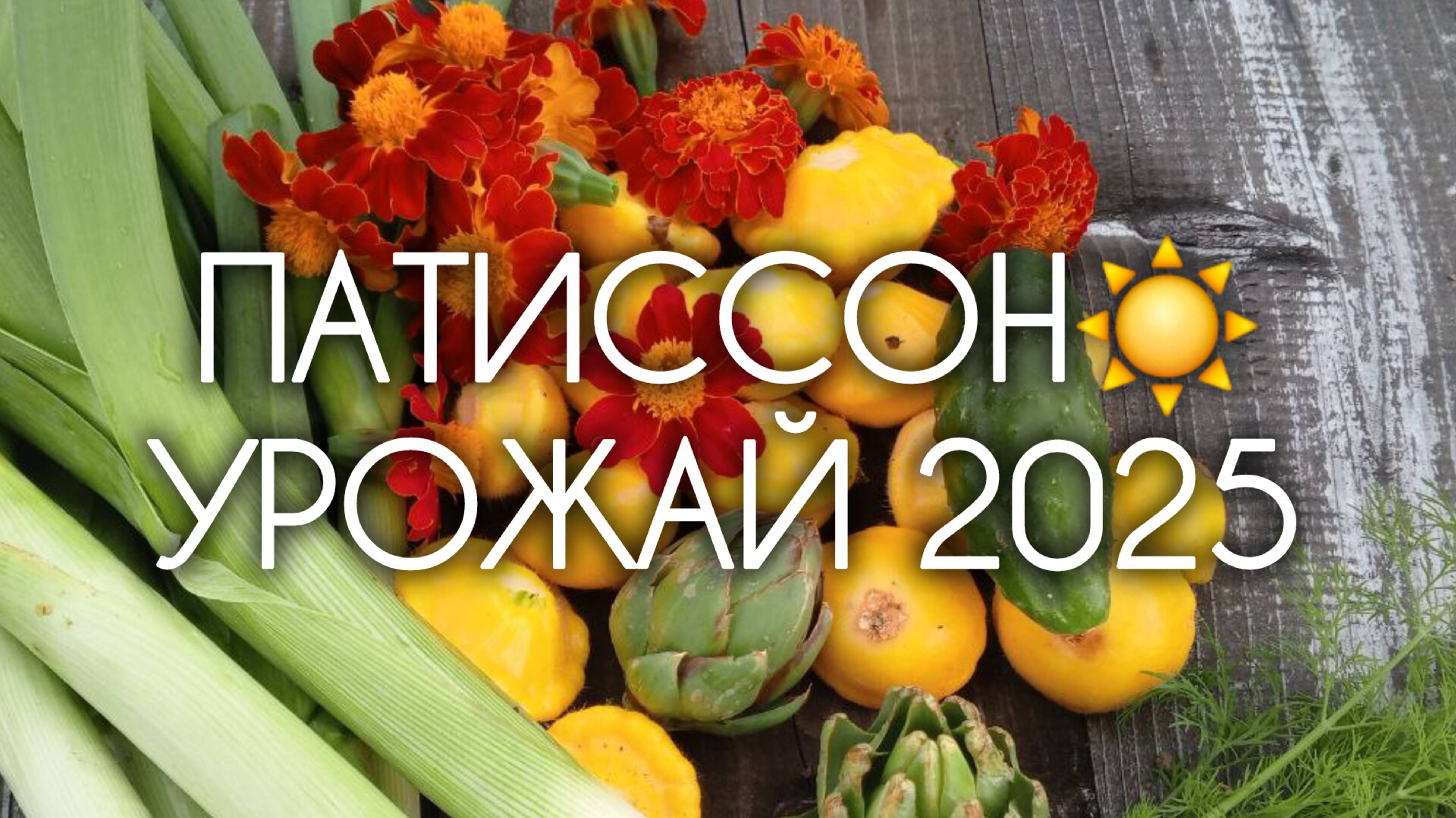 ПАТИССОНЫ СОЛНЫШКО ☀️ Урожай 2025 года
