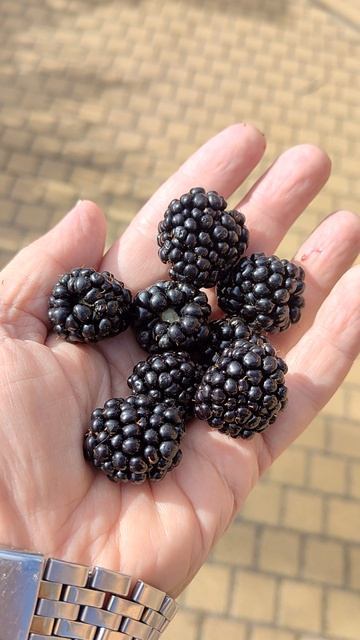 Сбор урожая ежевики в конце сентября продолжается!