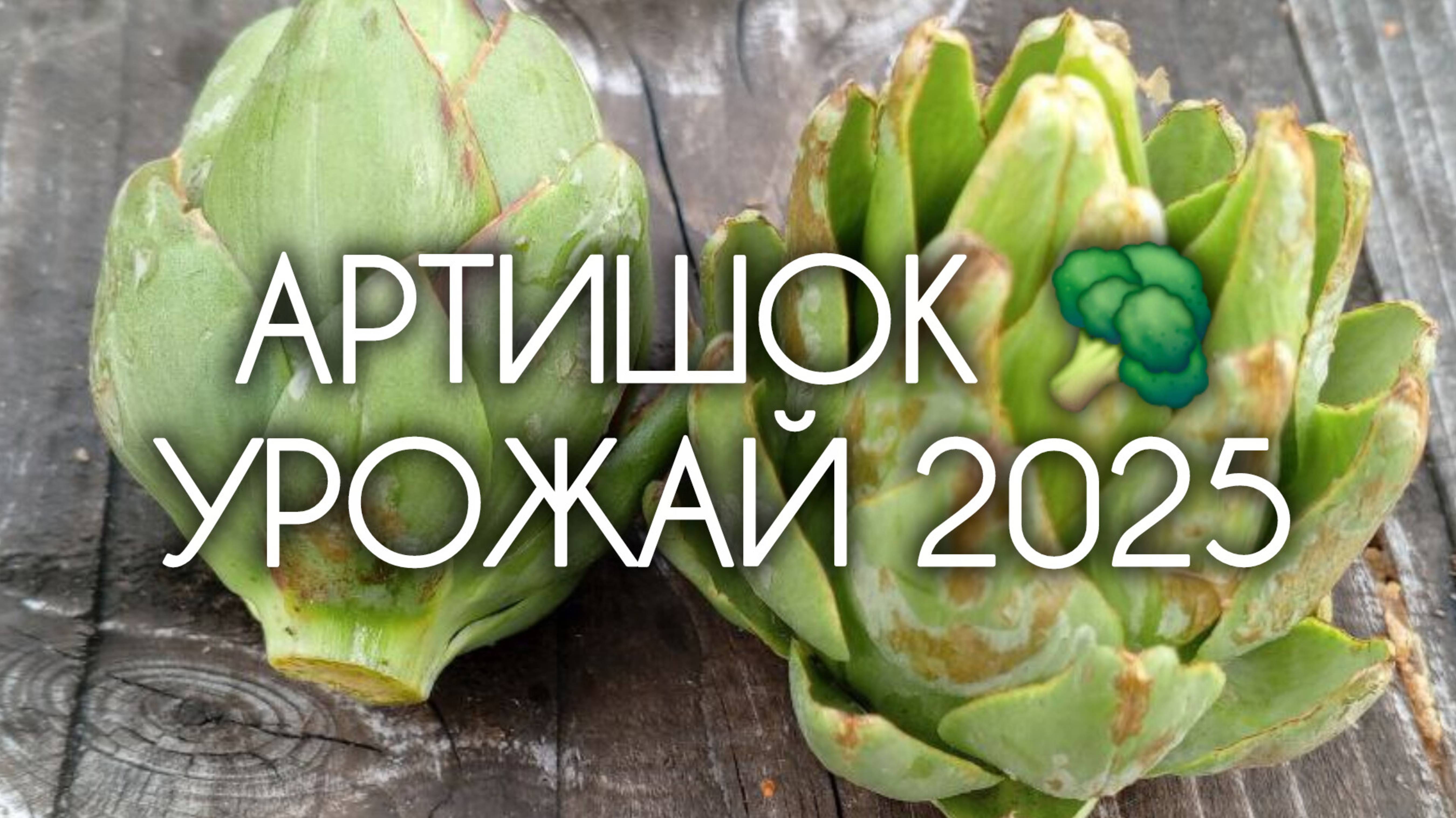 АРТИШОК 🥦 Урожай 2025 года