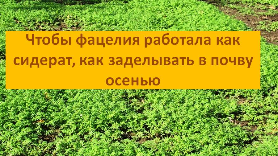 Чтобы фацелия работала, как сидерат как правильно заделывать в почву осенью