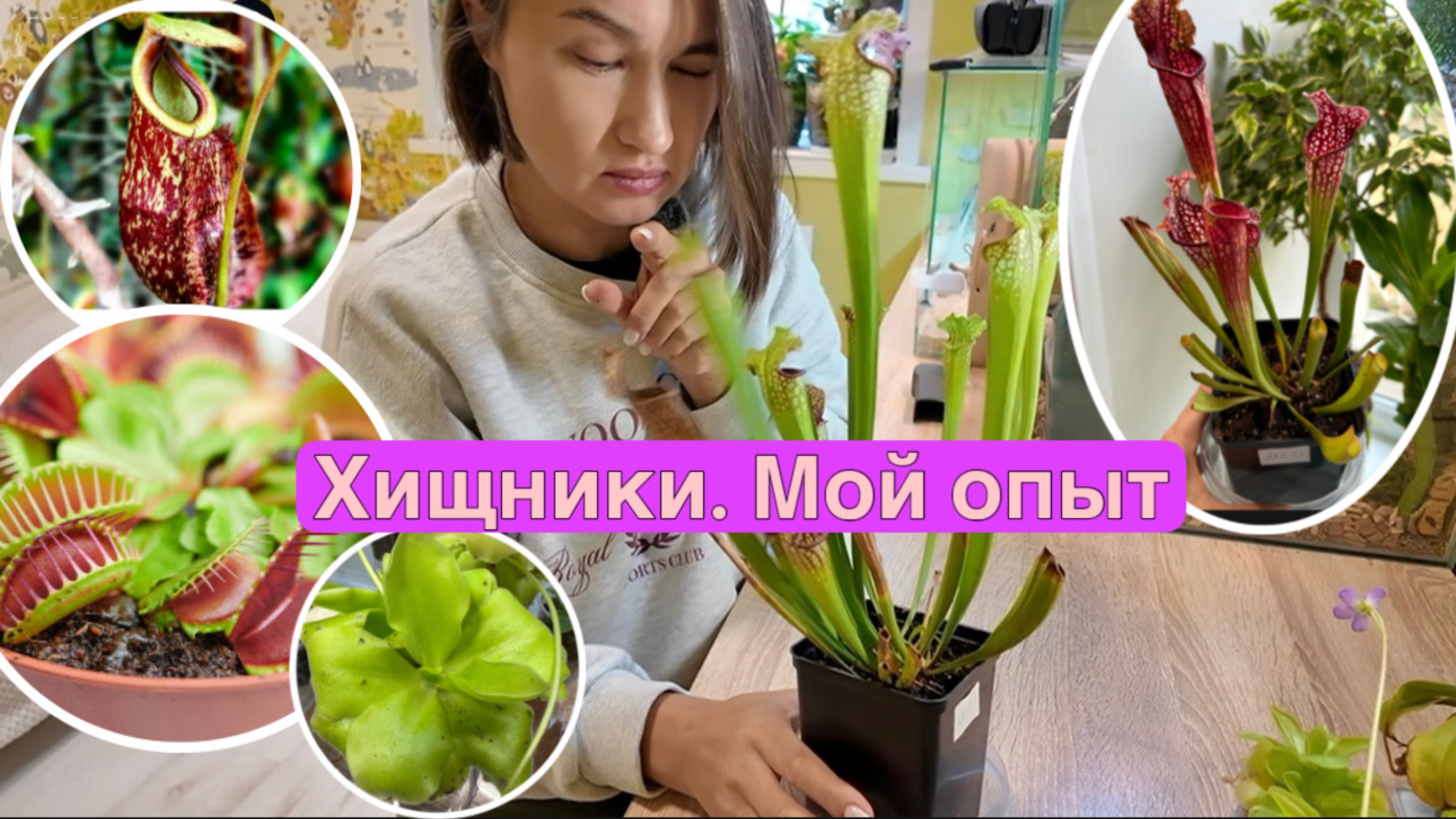 Растения-хищники, личный опыт. Венерина мухоловка, жирянки, непентес, саррацения, росянки