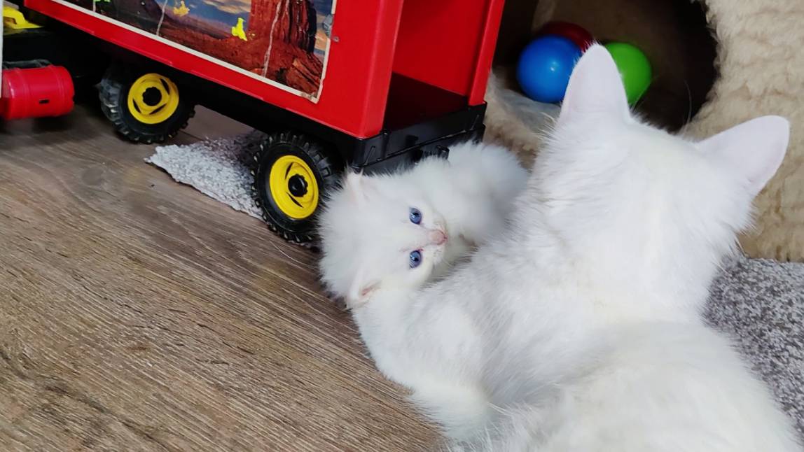 Мама-кошка защищает своего белого котёнка. Подиум. Индейская прогулка.