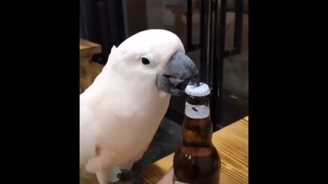 ЛЕТО ТО.., ТЮ-ТЮ, ОСЕНЬ ЗЛАЯ ОБЕЩАЕТ...