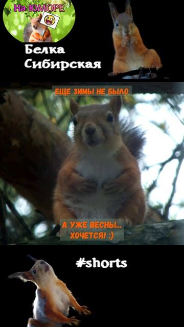 Белка цокает на дереве