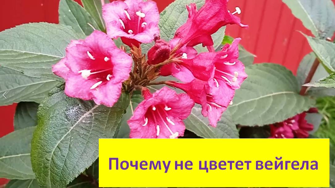 Вейгела в саду: почему кустарник может не цвести
