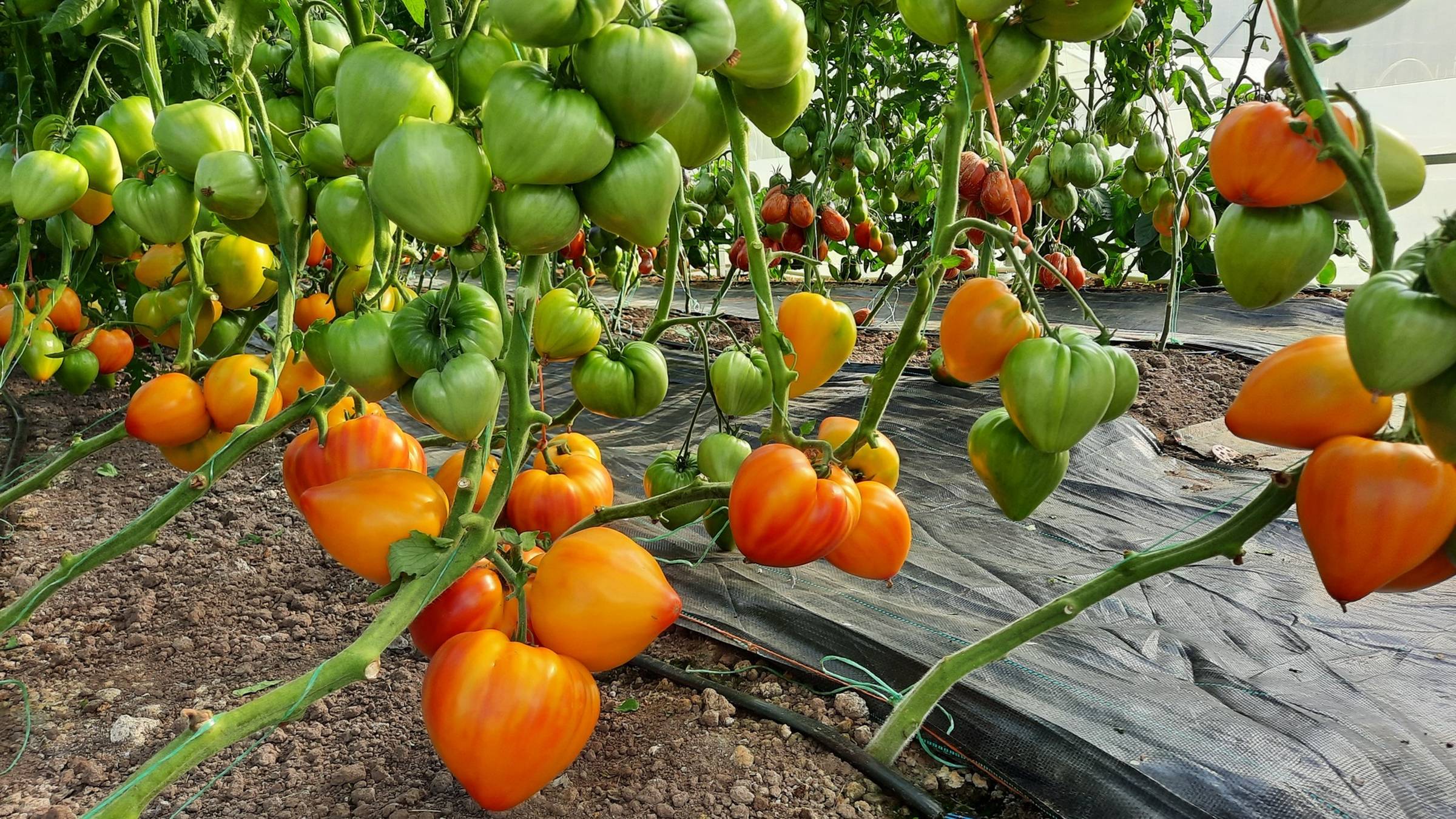 Минусинский оранжевый слон - Декоративный, крупноплодный