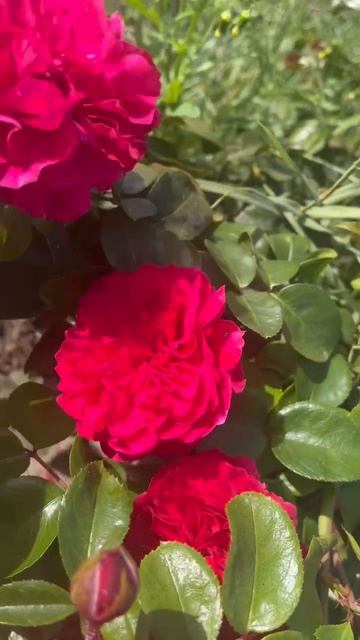 Рэд Леонардо да Винчи | Ростов-на-Дону | Small Gardens