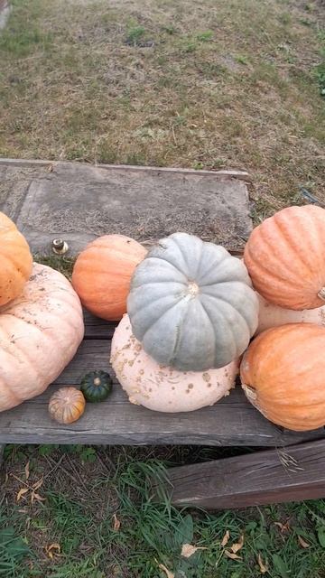 Выросла 🎃 тыква.
