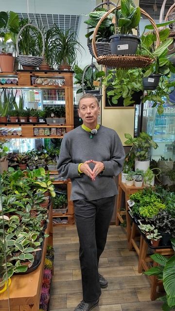 Стрим длиной в день 5.10. Приглашаю на прямой эфир. Уход за растениями в режиме реального времени.