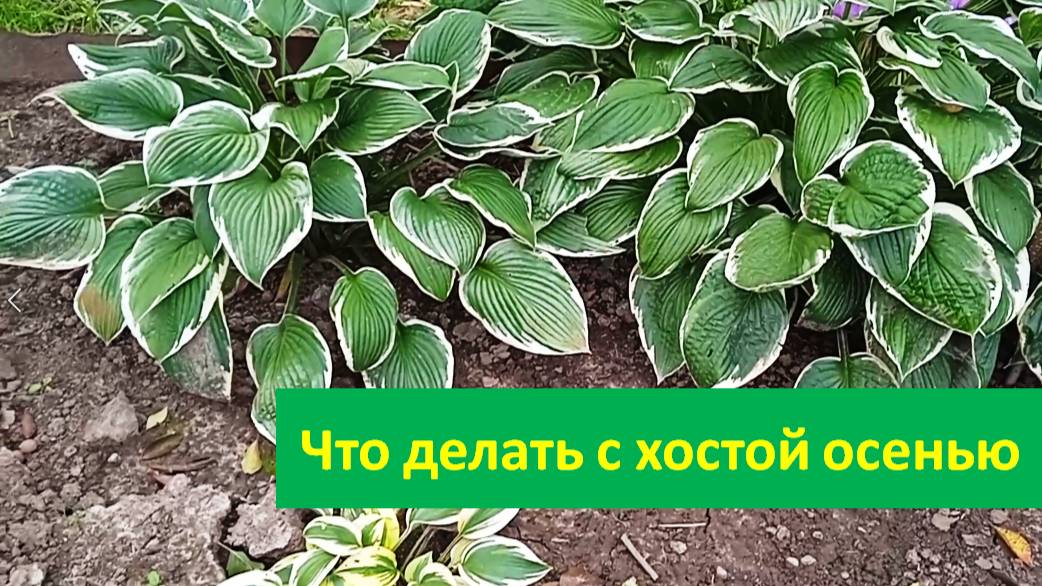 Что делать с хостой осенью чтобы листья стали крупнее а куст пышнее на следующий год