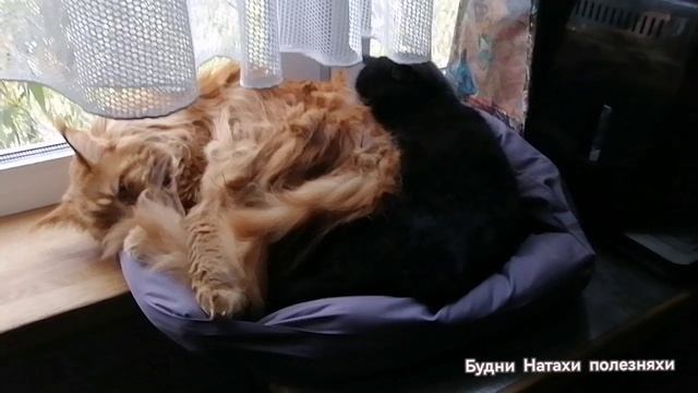 Похолодало! Котики и небо.