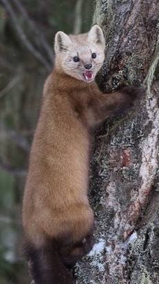 Да уж, ничего не рассмотреть.......!😆