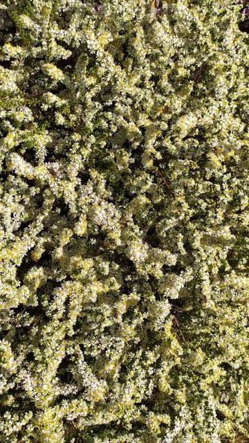 Осенний сбор меда.