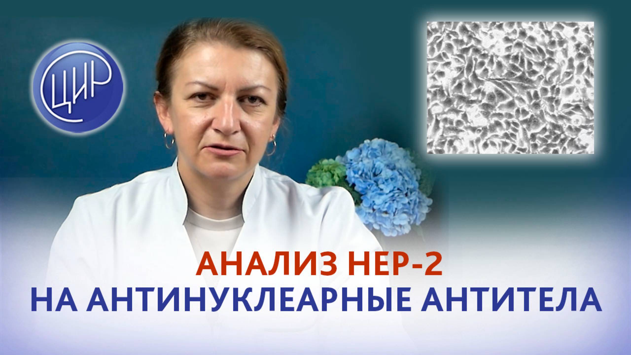 Анализ HEP-2 на антинуклеарный фактор. Интерпретация анализа HEP-2.