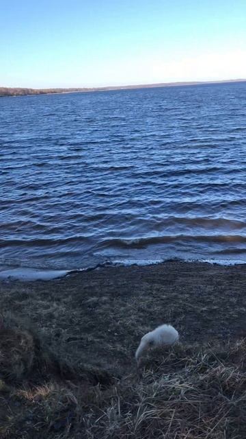 Любимое занятие Ричика на водохранилище ❤️