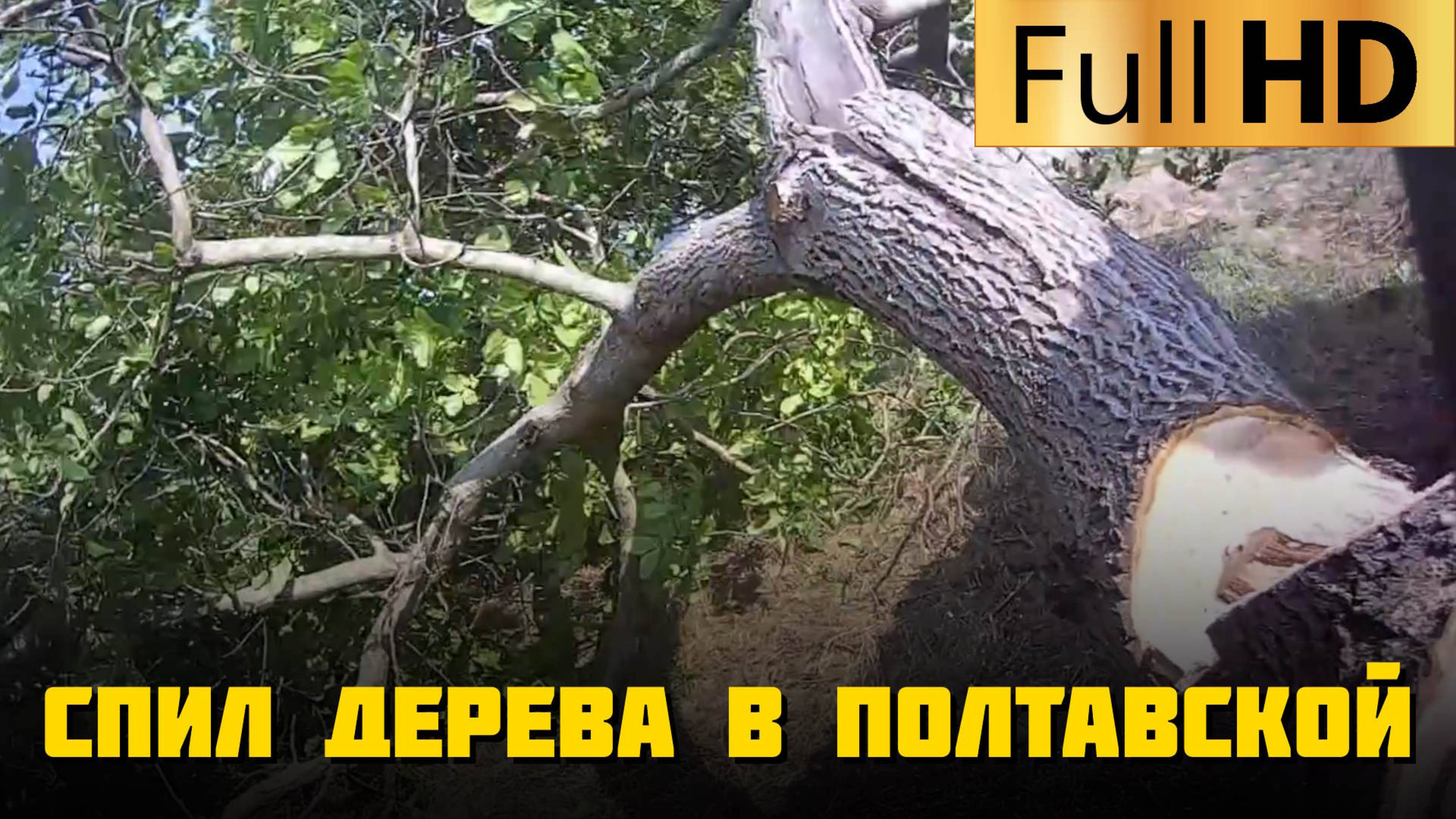 Спил деревьев в Полтавской | Благоустройству участков