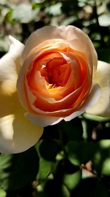 Роза Джульетта | Ростов-на-Дону | Small Gardens