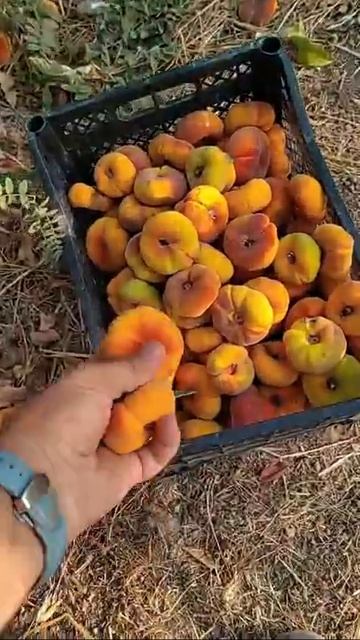 Персики #персики #peach #fruit #garden #summer #uzbekistan #sweet #parkent