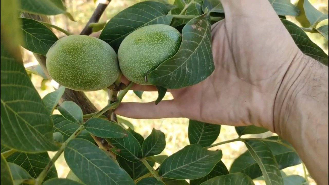 Скороплодный грецкий орех Идеал Россия. Small Gardens