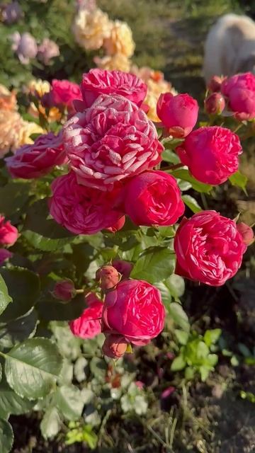 Роза Пинк Пиано | Ростов-на-Дону | Small Gardens