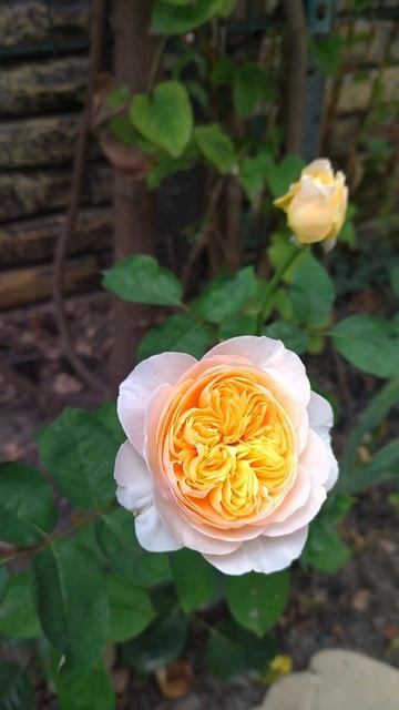 Роза Джульетта | Ростов-на-Дону | Small Gardens