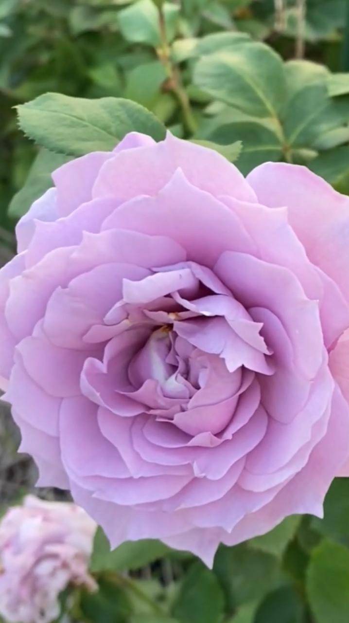 Роза Новалис | Ростов-на-Дону | Small Gardens