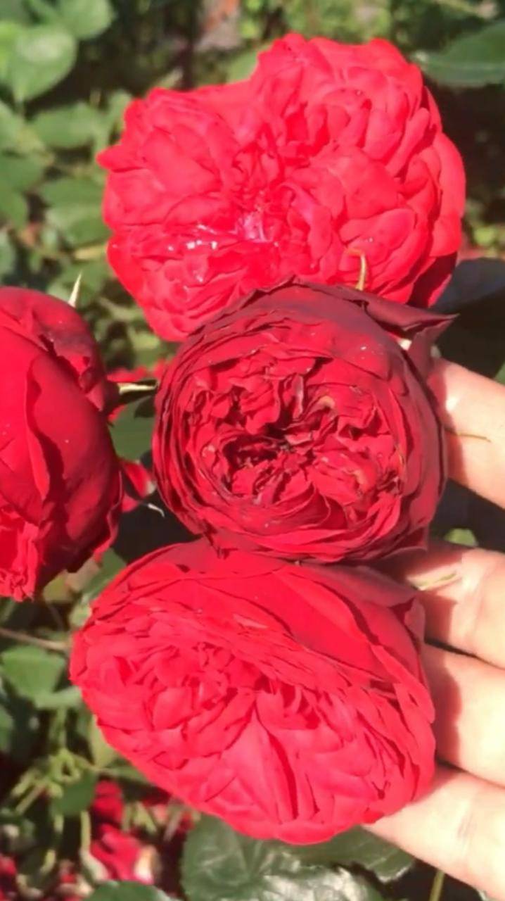 Роза Пинк Пиано | Ростов-на-Дону | Small Gardens