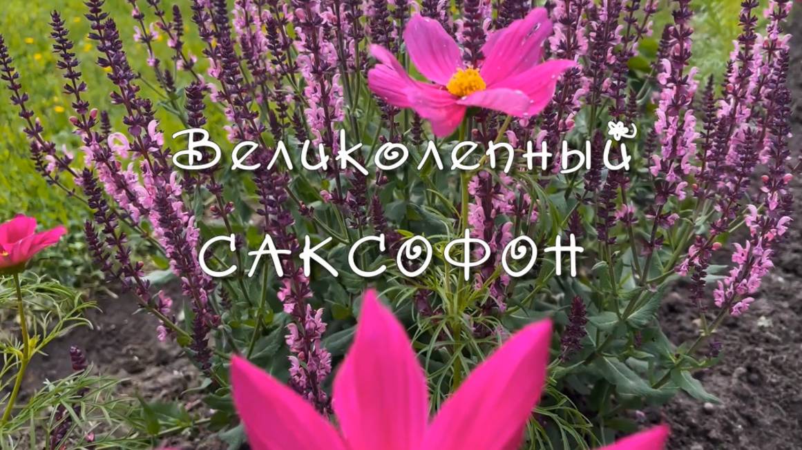 Великолепный саксофон, красиво звучит. Музыка для души
