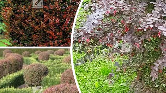 Как можно формировать крону барбариса Тунберга чтобы стал ещё роскошнее