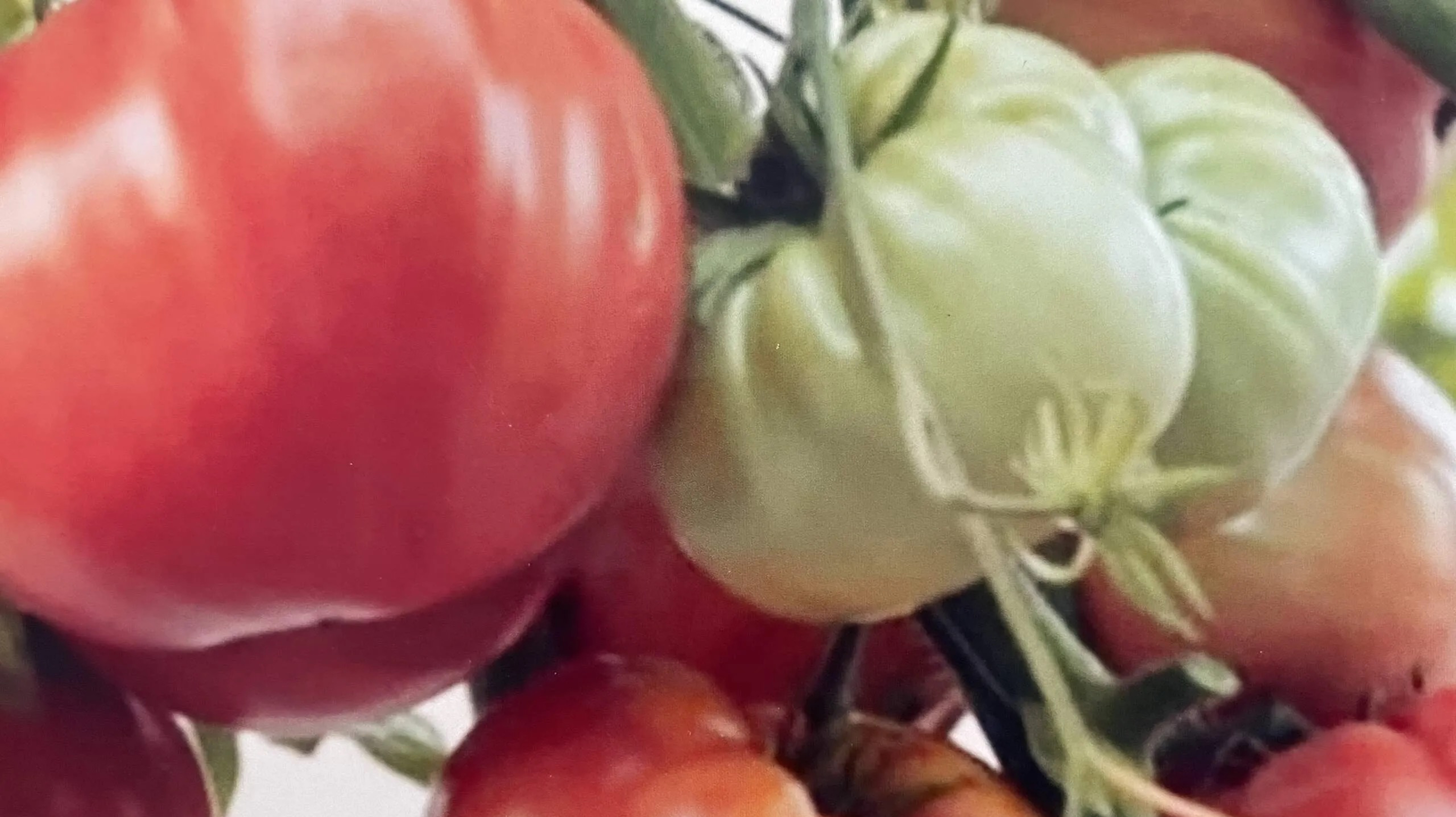 Крупноплодные сорта томатов в моей коллекции.