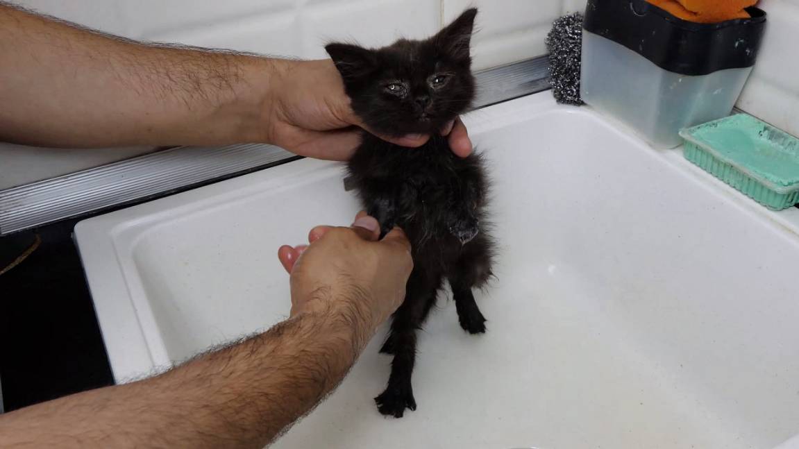 Спасаем котёнка. Забираем котёнка домой. Он будет счастлив с нами.