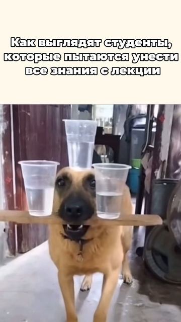 Студент, когда пытается унести знания с лекции