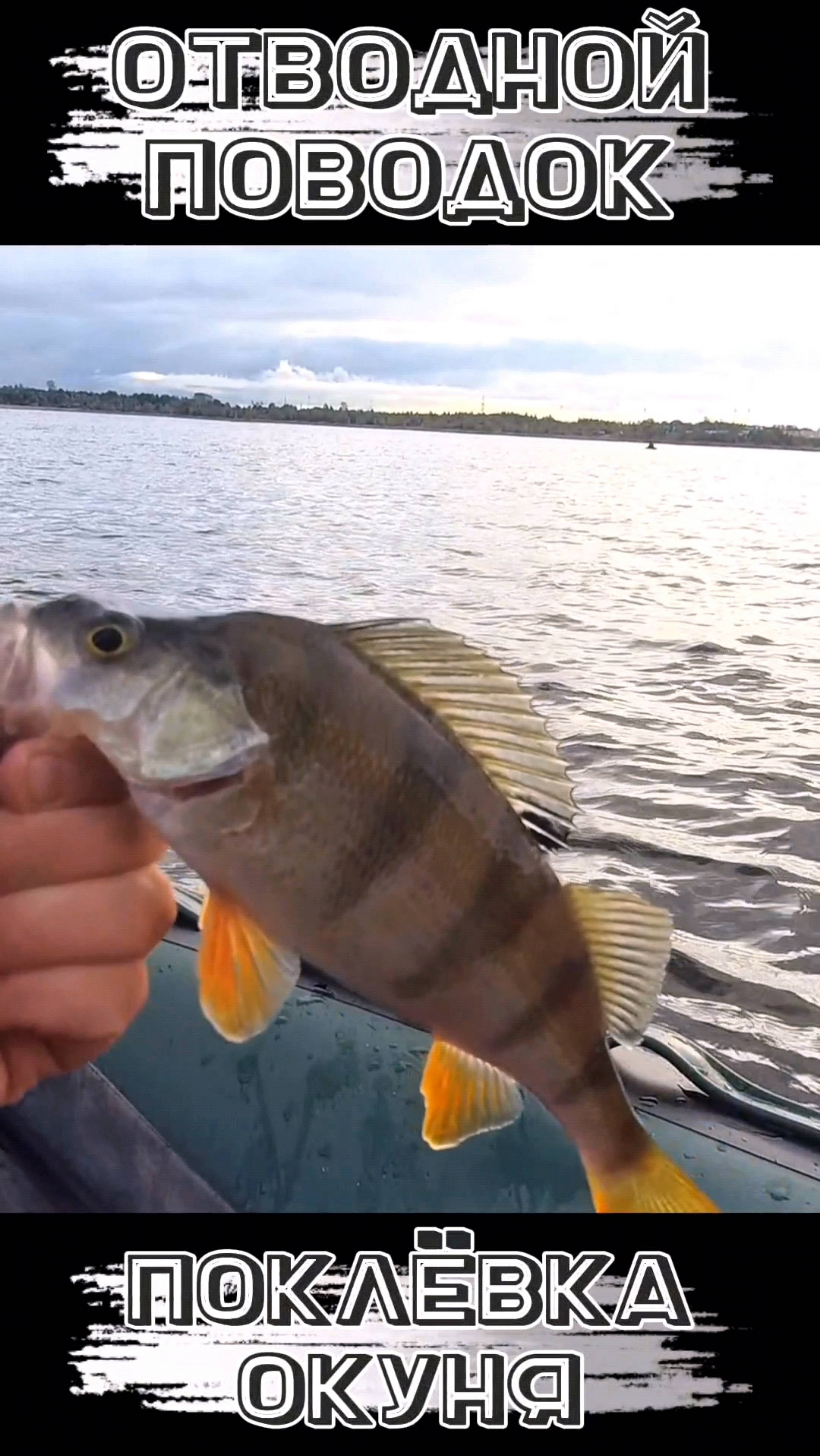 ПОКЛЁВКА ОКУНЯ на ОТВОДНОЙ ПОВОДОК