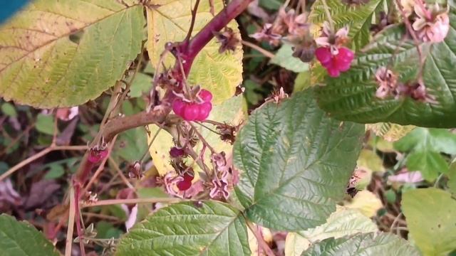 Закрываем дачный сезон: убираем в теплицах// срезаем виноград// привезли навоз.