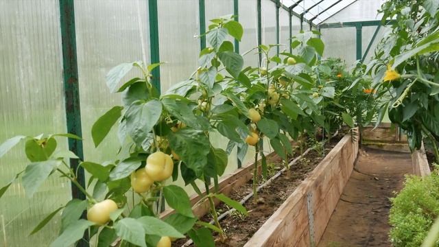 ТОЛСТОСТЕННЫЕ ПЕРЦЫ СОРТОТИПА ГОГОШАРЫ