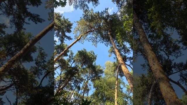 Сказка о том о сем, вообщем о главном