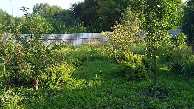 6.8.25г. Помогаю Сыну Косить!!!   КОСА не по СИЛАМ!!!🙂🙂🙂