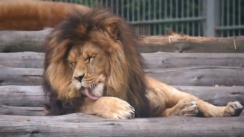 Лев Ричард проснулся, умылся и начались приключения с любимой Найти.