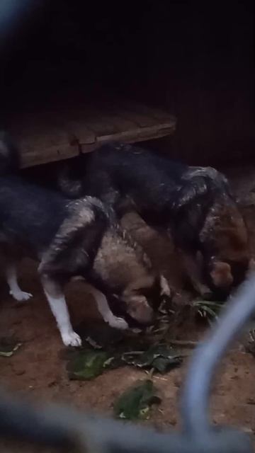 Маша и Глаша таскают ботву