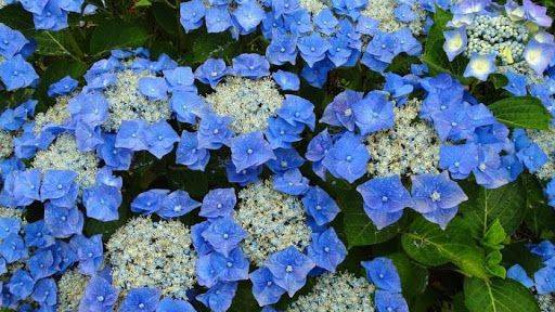 Осенняя посадка  крупнолистной гортензии Блаумайз (Blaumaise)