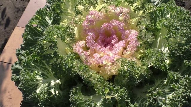 Декоративная капуста в октябре