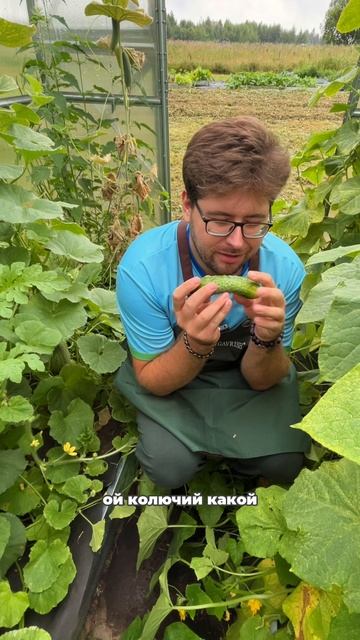 ОГУРЦЫ ДЛЯ ТЕПЛИЦ И ОТКРЫТОГО ГРУНТА