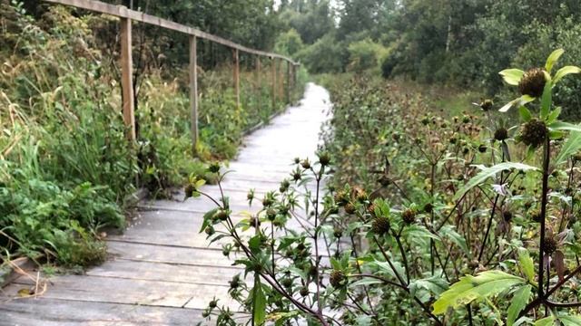 Сказка о русалке