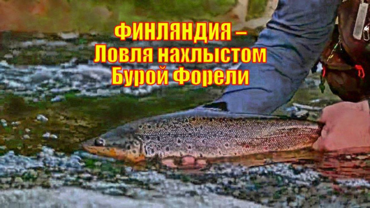 ФИНЛЯНДИЯ – Ловля нахлыстом трофейной Бурой Форели.