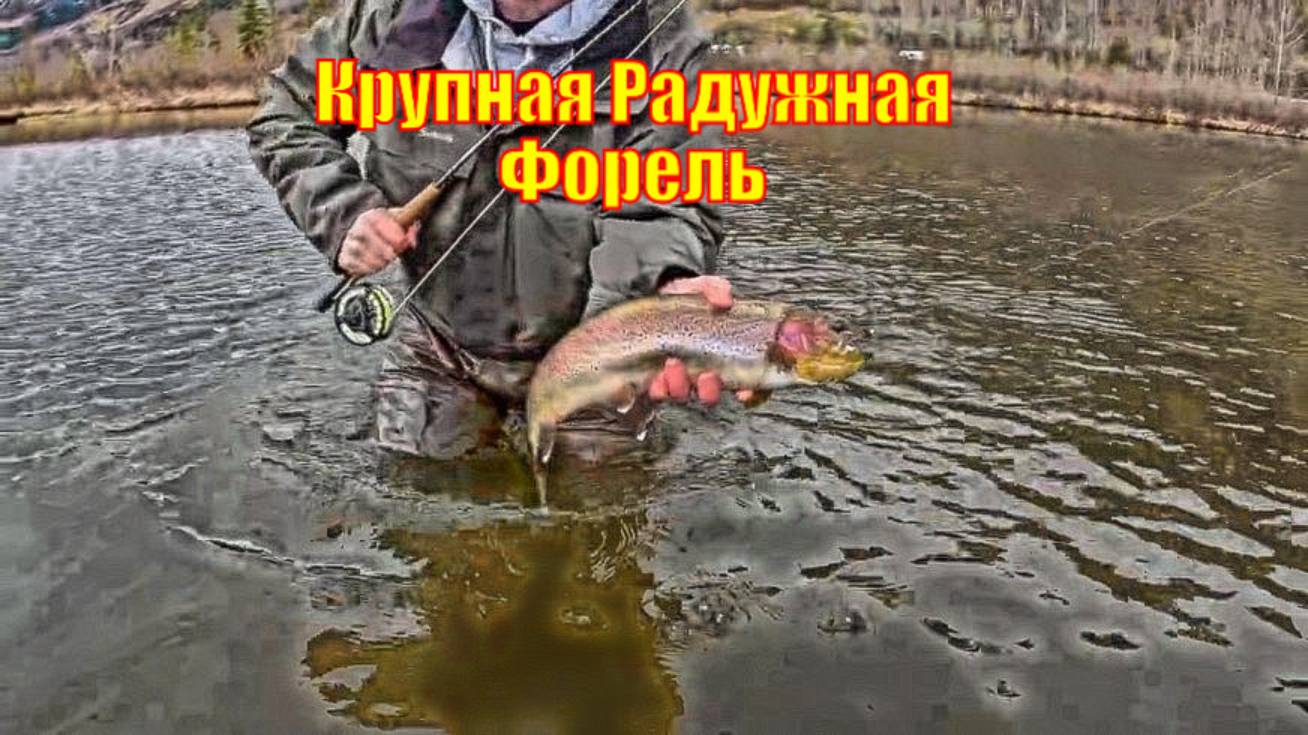 Крупная Радужная Форель на озере Саммит