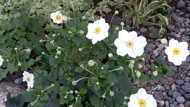 05-10-2025 ОСЕННИЙ САД/ПОКУПКИ