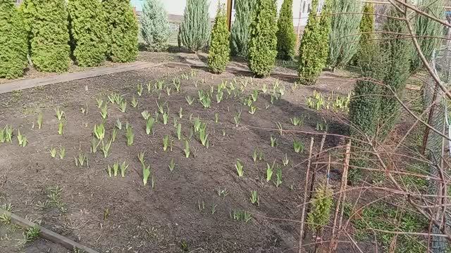 Весенняя зарисовка ирисовой плантации