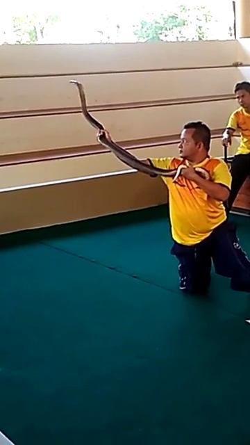 Сколько пятен на капюшоне кобры/Таиланд (2)