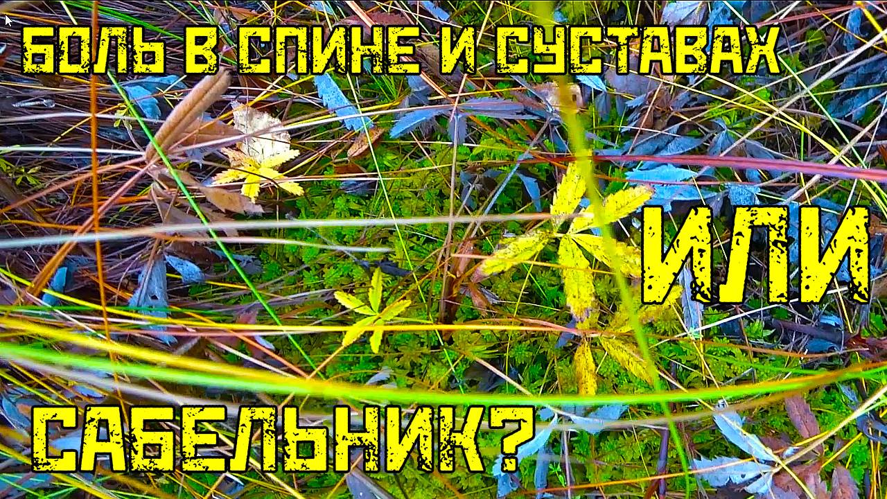 БОЛЬ в спине и суставах? 🍀 САБЕЛЬНИК в смертельном болоте – рецепт настойки, которая лечит.